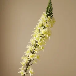 Figurer & Skulpturer<Botané Eremurus Large Foxtail Lily