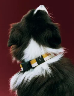 Til Boligens Kæledyr<Hay Dogs Collar Flat-M/L-Off-white,