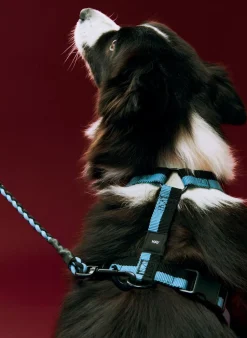Til Boligens Kæledyr<Hay Dogs Harness-Medium-Blue, black