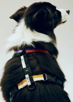 Til Boligens Kæledyr<Hay Dogs Harness-Medium-Multi colou