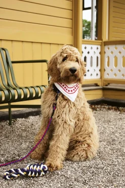 Til Boligens Kæledyr<Hay Dogs Leash-Braided-Red, blue