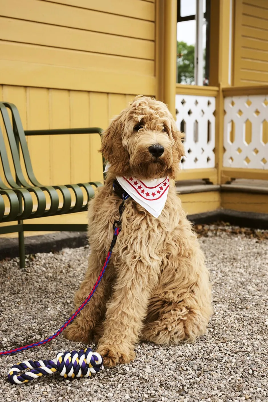 Til Boligens Kæledyr<Hay Dogs Leash-Braided-Red, blue