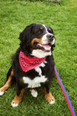 Til Boligens Kæledyr<Hay Dogs Leash-Flat M/L-Red, blue