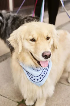 Til Boligens Kæledyr<Hay Dogs Scarf-55 x 55-Light blue