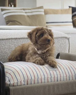 Til Boligens Kæledyr<OYOY Living Design Milo Hundeseng - Medium