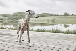 Til Boligens Kæledyr<OYOY Living Design Robin Hundehalsbånd - Ekstra Stor