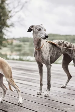 Til Boligens Kæledyr<OYOY Living Design Robin Hundehalsbånd - Lille
