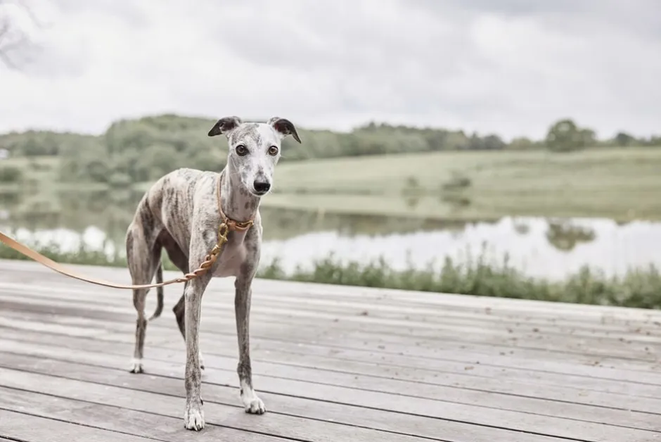 Til Boligens Kæledyr<OYOY Living Design Robin Hundehalsbånd - Lille