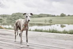 Til Boligens Kæledyr<OYOY Living Design Robin Hundehalsbånd - Medium