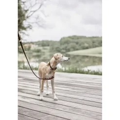 Til Boligens Kæledyr<OYOY Living Design Robin Hundehalsbånd - Medium