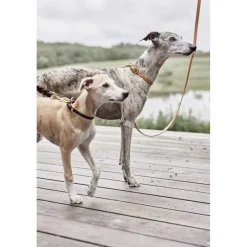 Til Boligens Kæledyr<OYOY Living Design Robin Hundehalsbånd - Medium