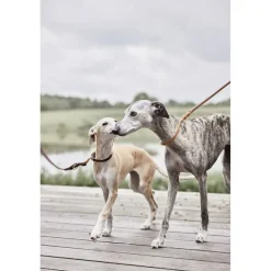 Til Boligens Kæledyr<OYOY Living Design Robin Hundehalsbånd - Medium