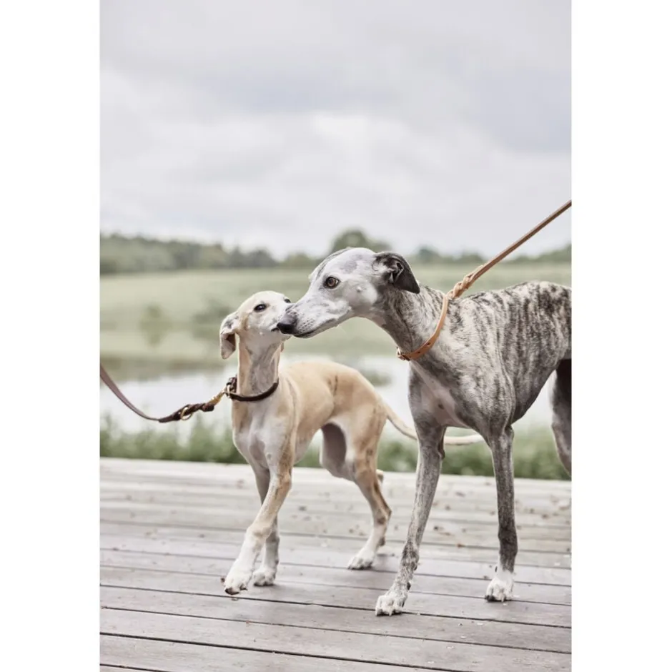 Til Boligens Kæledyr<OYOY Living Design Robin Hundehalsbånd - Medium