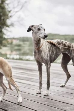 Til Boligens Kæledyr<OYOY Living Design Robin Hundehalsbånd - Stor