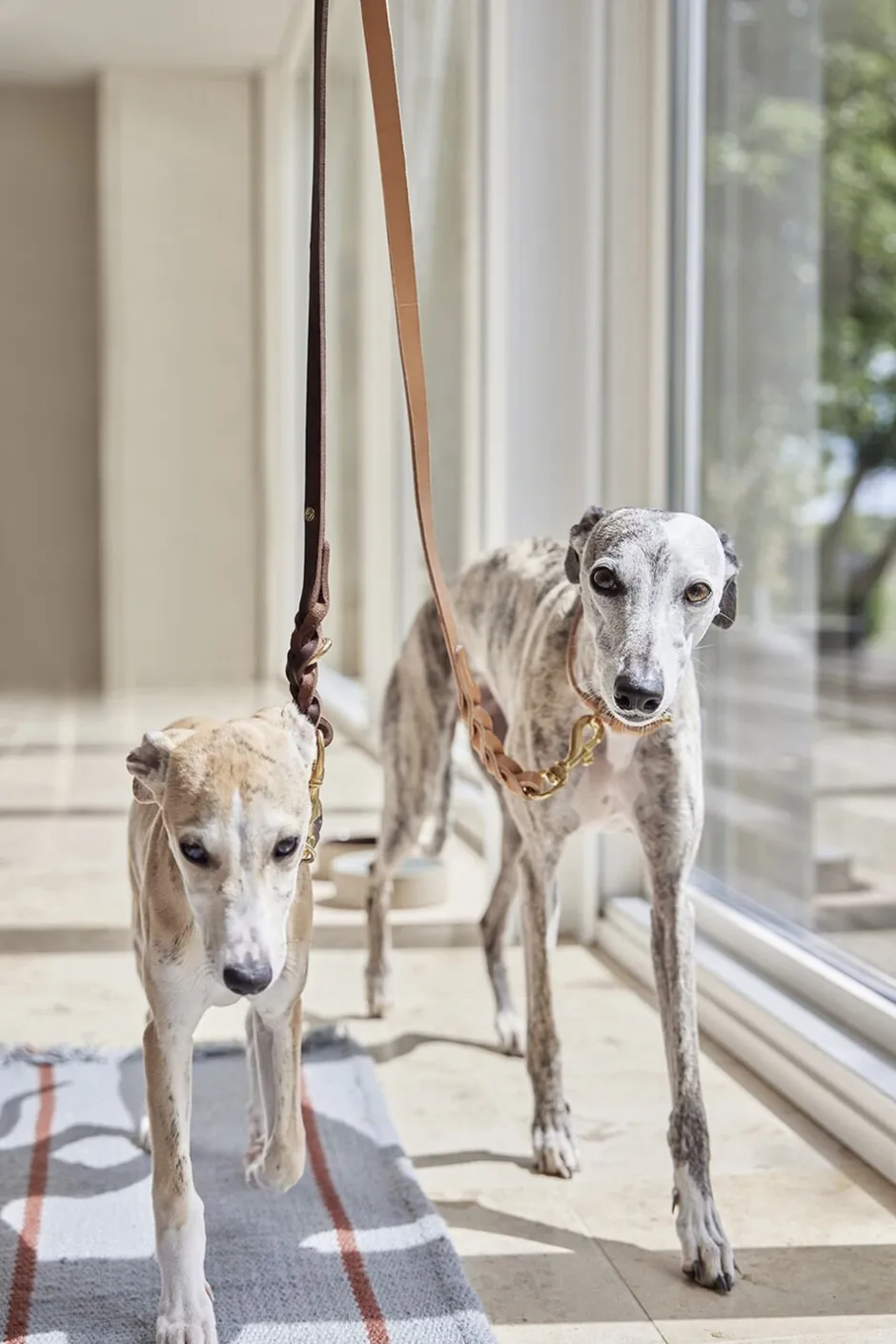 Til Boligens Kæledyr<OYOY Living Design Robin Hundesnor - M/L