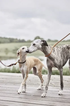 Til Boligens Kæledyr<OYOY Living Design Robin Hundesnor - M/L