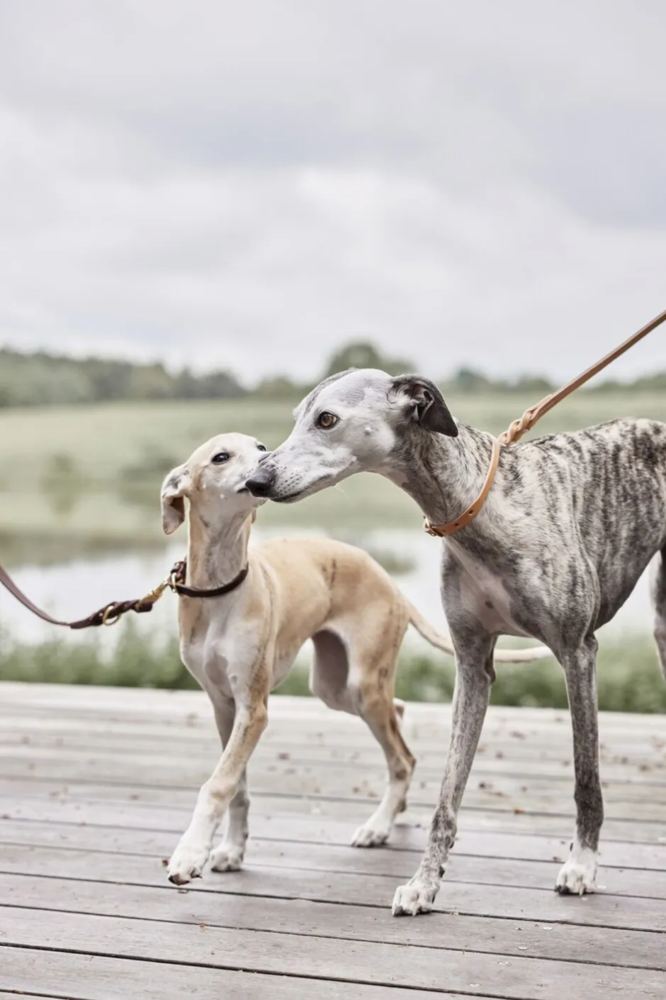 Til Boligens Kæledyr<OYOY Living Design Robin Hundesnor - M/L