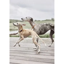 Til Boligens Kæledyr<OYOY Living Design Robin Hundesnor - M/L